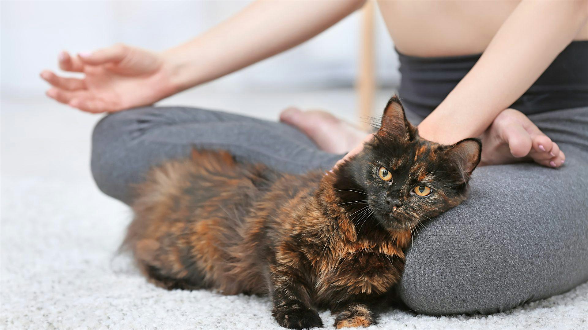 Cat Yoga