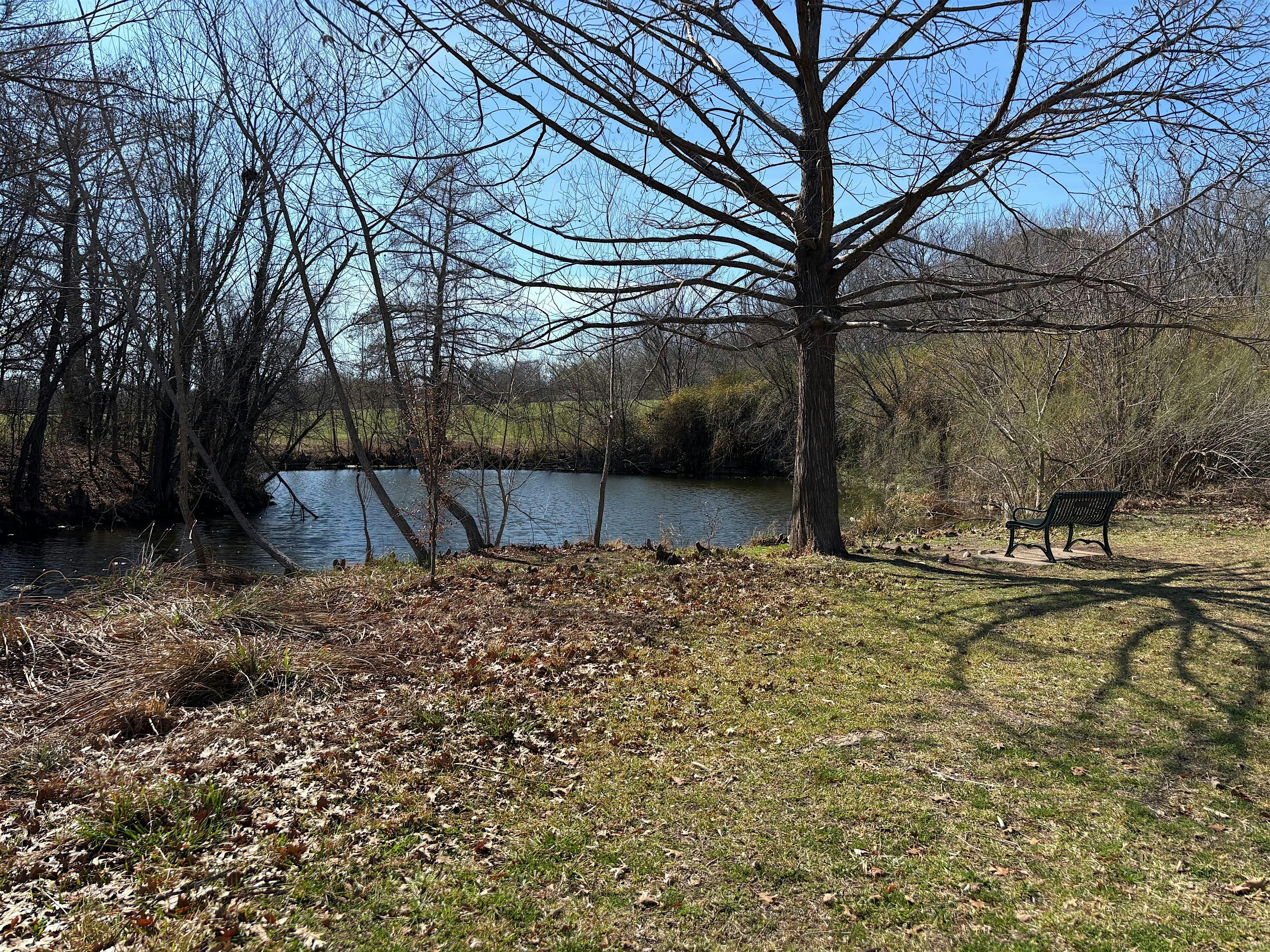 Spring Forest Bathing
