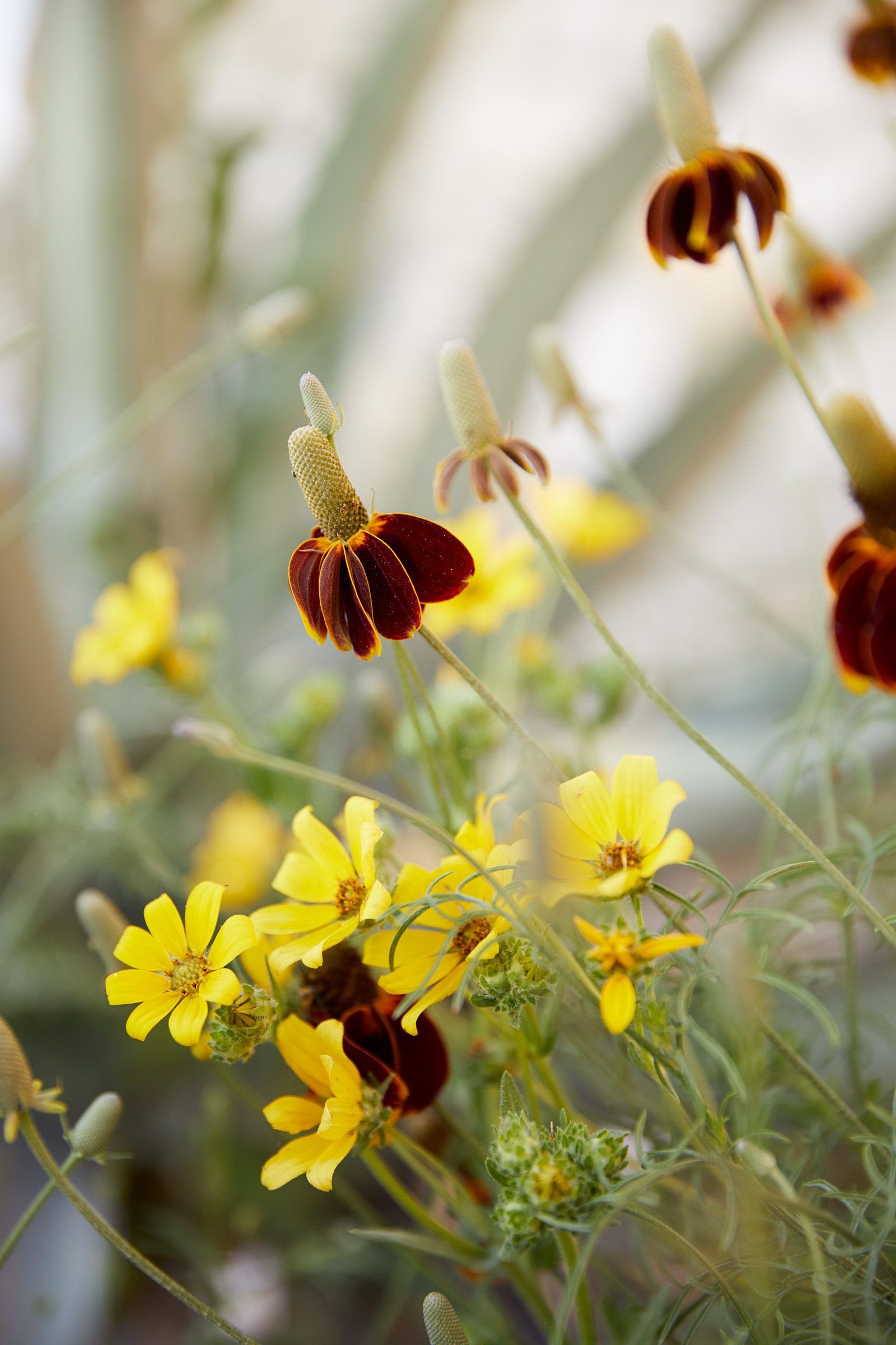 Spring Renewal Celestial Supper