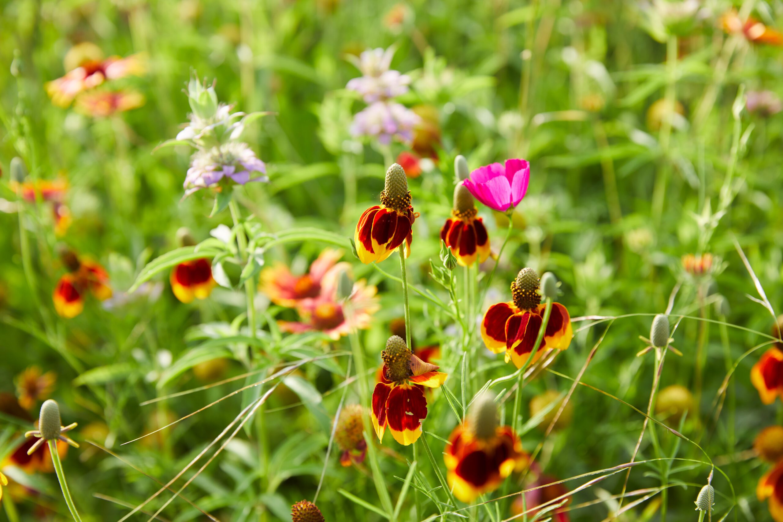 The Abundance of Nature Celestial Supper