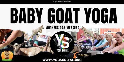 Baby Goat Yoga & Mimosas – Mother’s Day Weekend in Denver