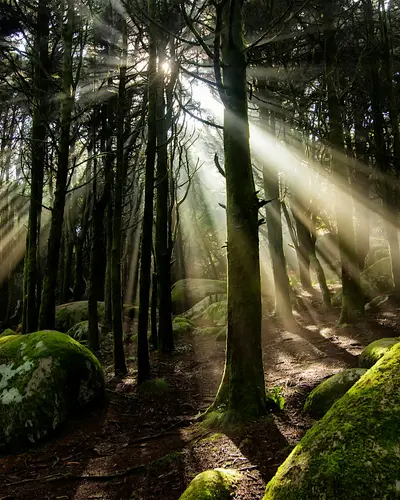 Connecting to Your Ancestral Lineage