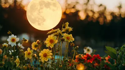 Flower Moon Sound Bath