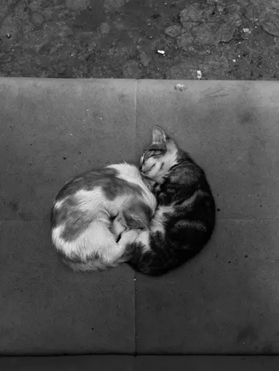 June Group Acupuncture: Heart and Harmony