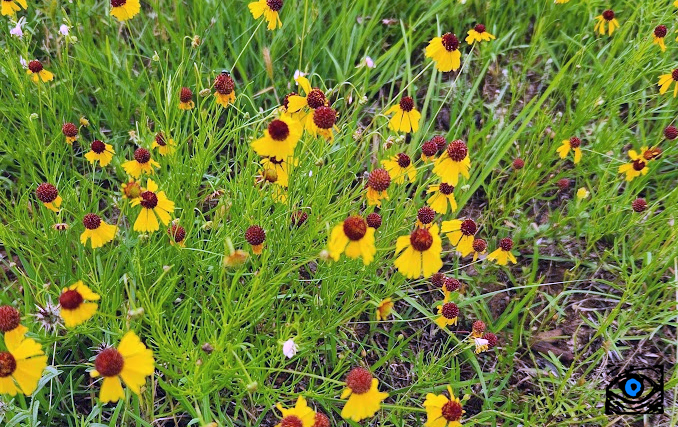 Flowers in the Same Garden: A Flute Healing Journey with Nate Long 